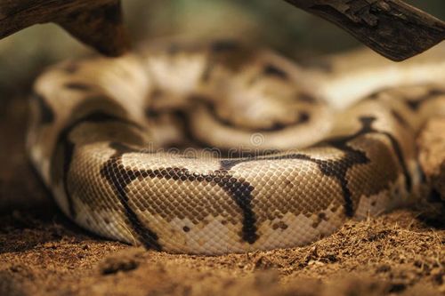 A python snake curls up on the ground among dirt and rocks. Python snake stock images, royalty-free photos and pictures