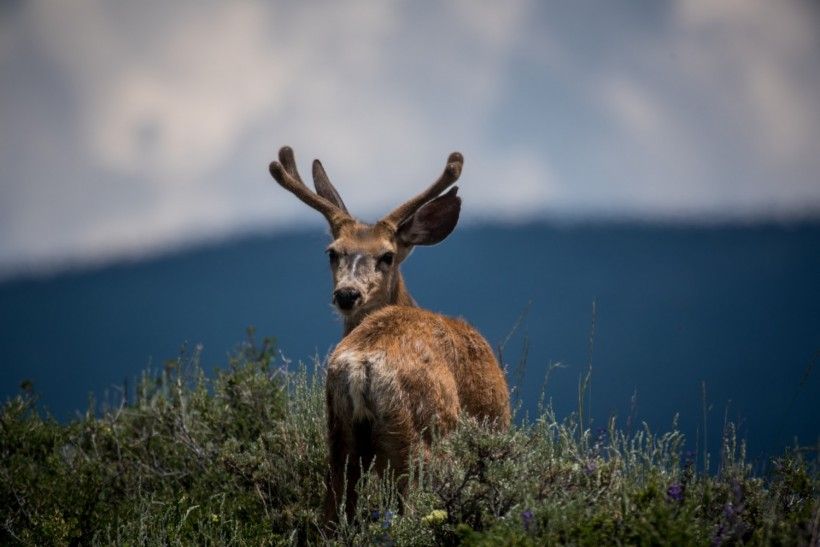 Zombie Deer disease detected in Yellowstone National Park raises concerns