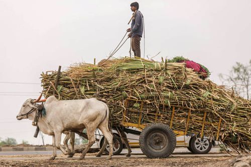 Worker transports sugarcane on a bullock cart to a sugar factory in the Jalana district of Maharashtra, India, on Tuesday, March 23, 2021. 2021....