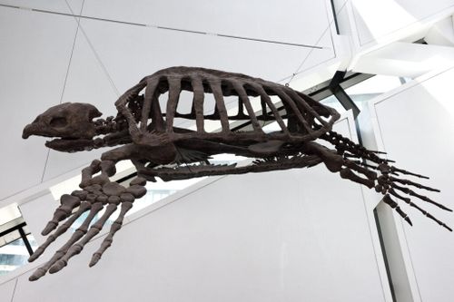 the skeleton of Archelon Ischyros on display in a museum