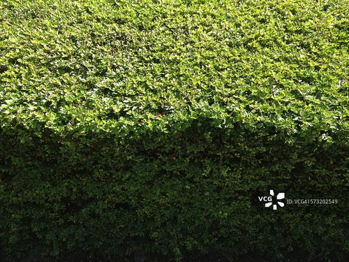 一半一半图片素材