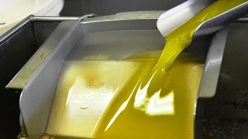 A Imperia nascono nuovi assaggiatori d’olio d’oliva