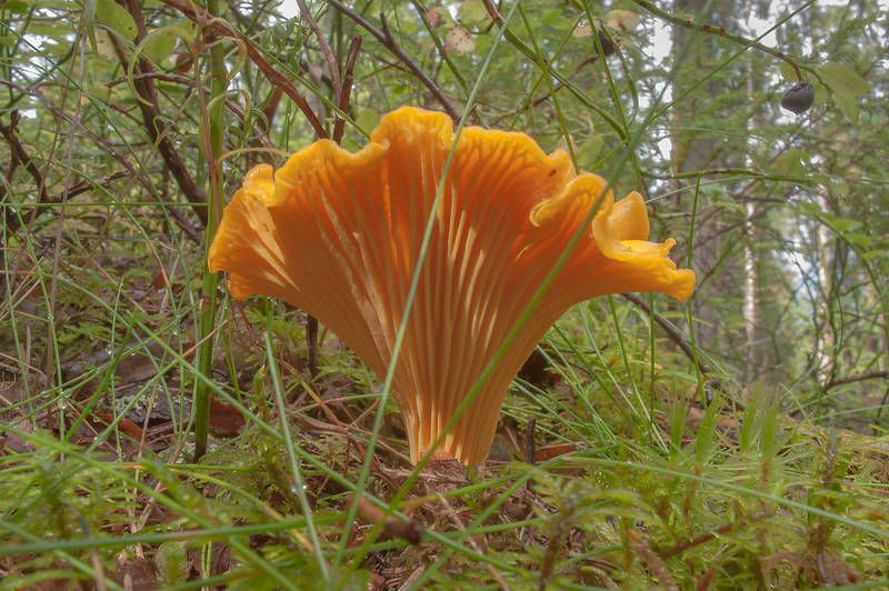 Chanterelle mushroom (Cantharellus cibarius) in Kannelyarvi, 45 miles north from Saint Petersburg. Russia, August 21, 2013