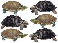What’s the Difference Between a Turtle and a Tortoise? | Britannica