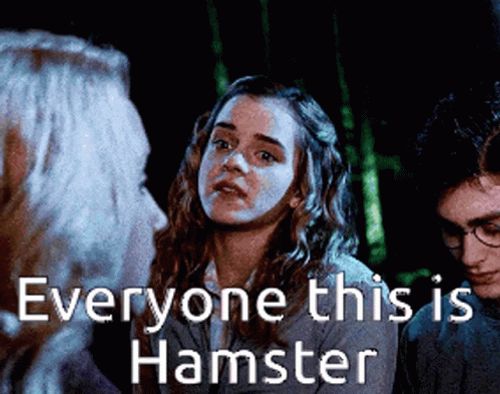 Everyone This Is Funny Harry Potter GIF