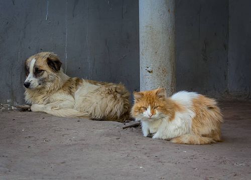 Rescatar, sanar y educar: el drama del abandono y el maltrato animal