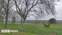 Croydon: Possible human remains found in south London park