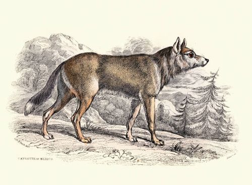 caygotte of mexico or coyote, american jackal or prairie wolf (canis latrans), wildlife art - jackal stock illustrations