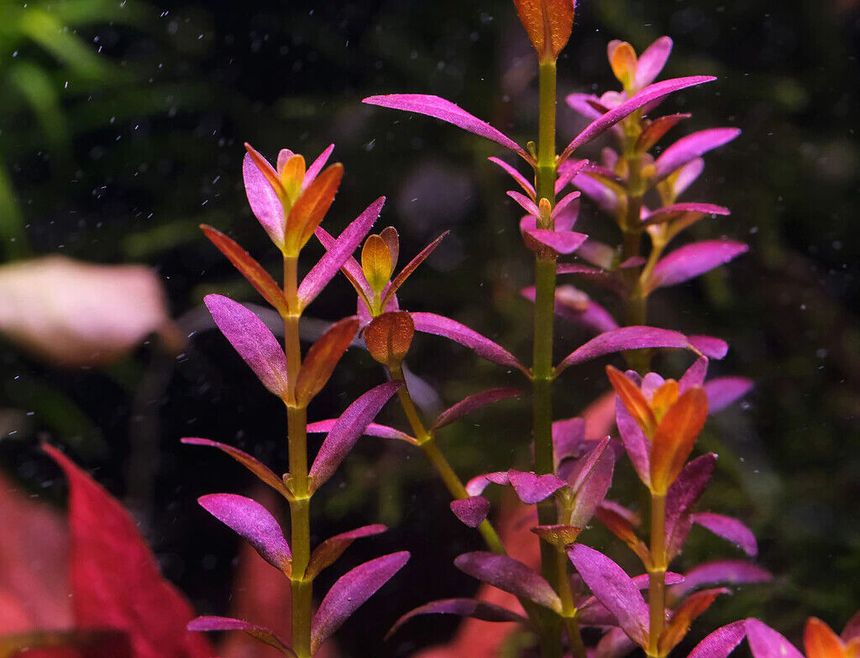 Rotala Florida
