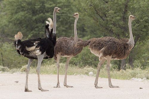 Struthio_camelus_-_Etosha_2014_(3).jpg