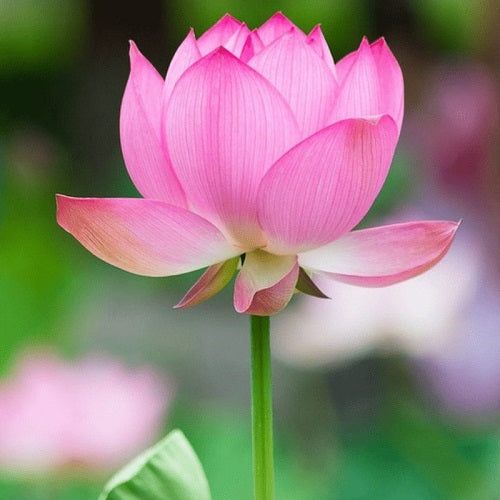 Lotus Flower