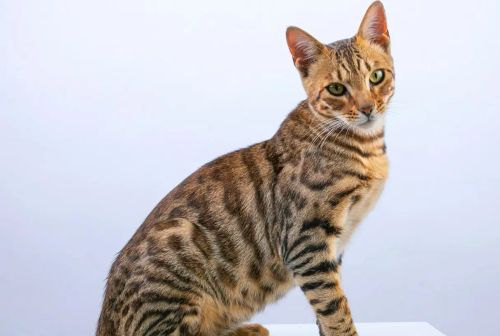bengalimg