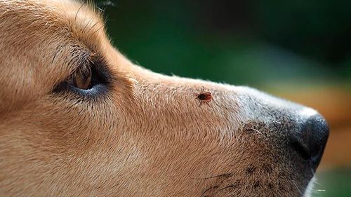 Garrapata posada sobre el hocico de un perro