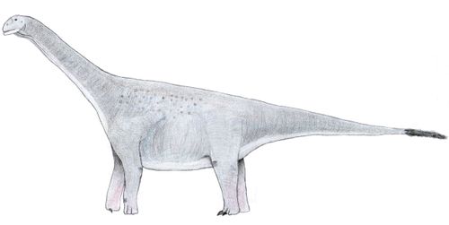 Turiasaurus riodevnesis