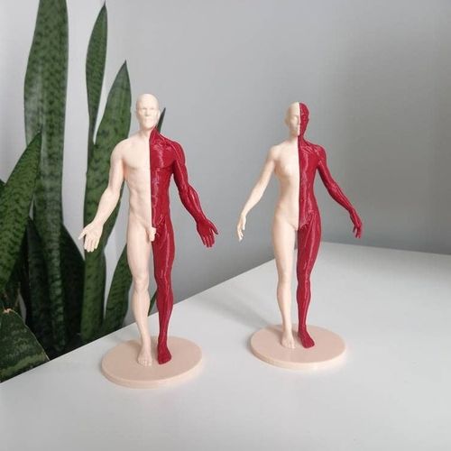 Artist companion art anatomy reference model sculpt male and female ecorche body 3D print - Man and Woman Muscle Anatomy Model