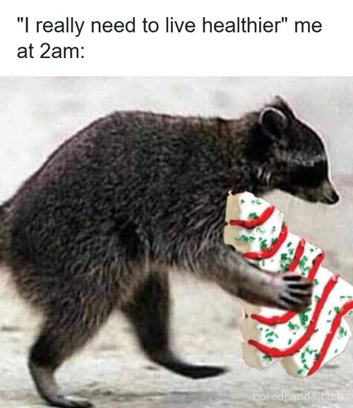 Raccoon holding a decorated Christmas cookie, humorous meme about wanting to live healthier at 2am, funny Christmas memes.