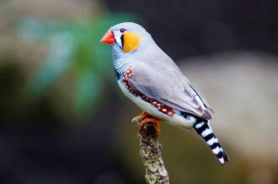 Bird orders