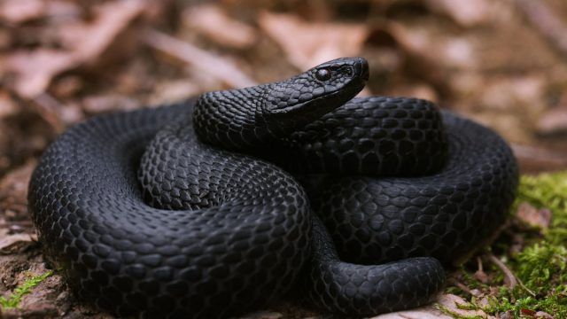 イブン・シリンによる夢の中で黒い蛇を見ることの解釈、肌は良いのか悪いのか？