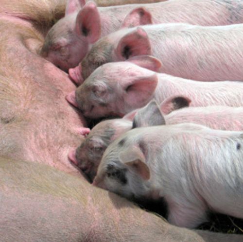 母猪抚育