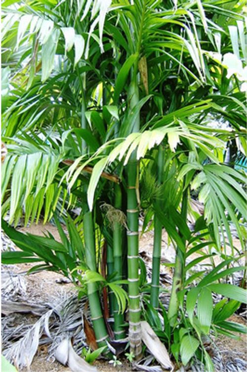 Areca triandra - 200mm pot