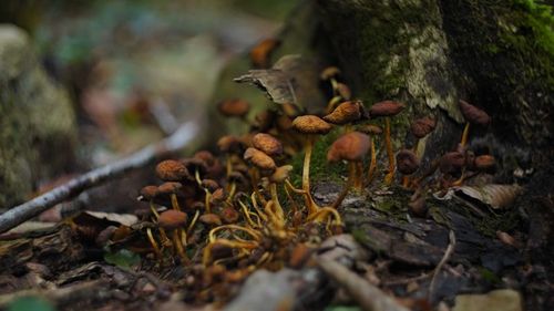 Small brown mushrooms growing at the base of a tree.