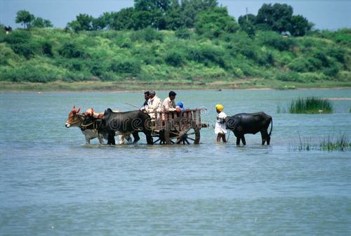 Indian bullock cart crossing river Maharashtra India flooded water rivers. Indian bullock cart stock images, royalty-free photos and pictures