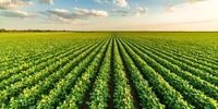 Recuperação judicial no agro sobe 71,4% em 12 meses