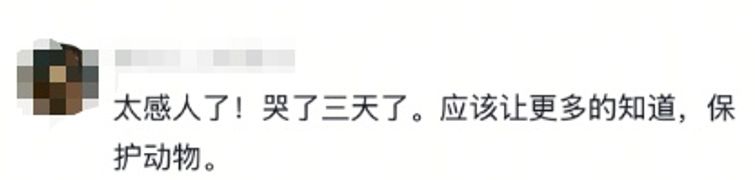 突然翻红！感动全网的狼王“格林”还活着吗？