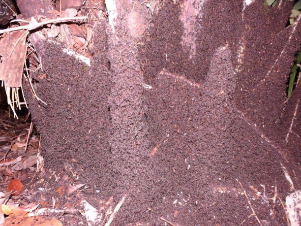 vivac legionario del ejército marabunta - la marabunta fotografías e imágenes de stock