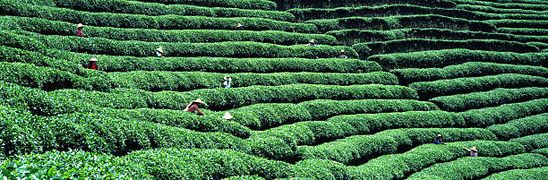 Misty tea plantations on Huangshan