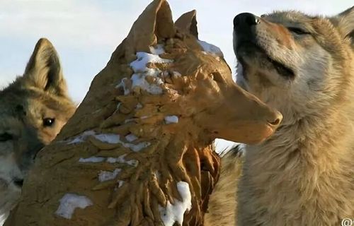 突然翻红！感动全网的狼王“格林”还活着吗？