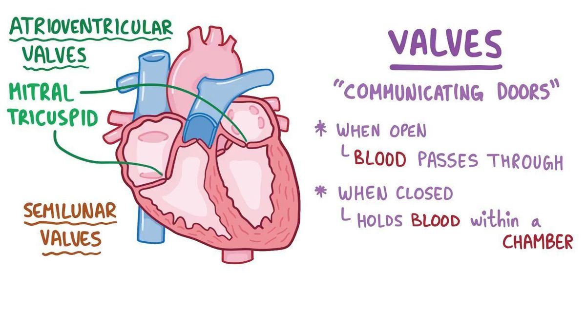 Normal heart sounds - Osmosis