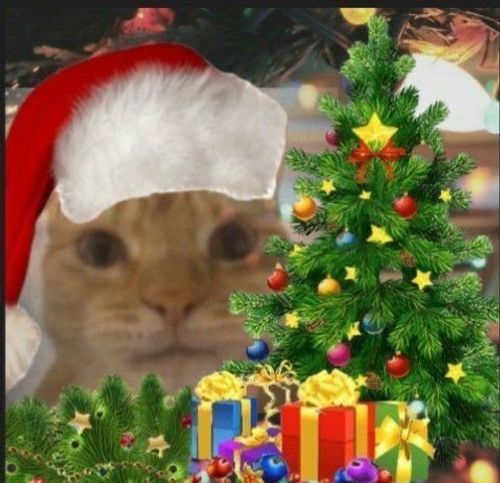 a cat wearing a santa hat next to a christmas tree
