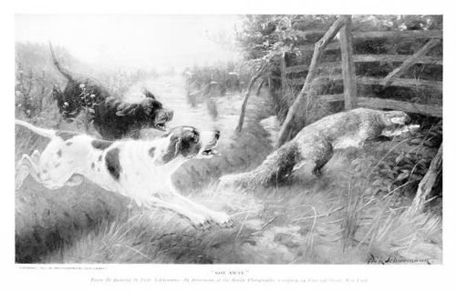 Hunting Dogs Chase Fox "Got Away," as the fox slips through a fence and leaves the dogs behind, by artist Fritz Schurmann. Engraving published 1898. Original edition is from my own archives. Copyright has expired and is in Public Domain. fox hunting stock illustrations