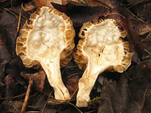 Morchella esculenta