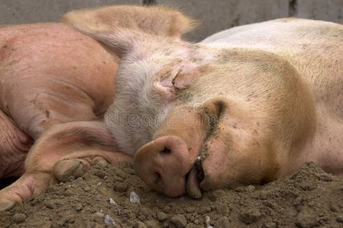 Well Fed Pig sleeping contentedly. Sleeping pig stock images, royalty-free photos and pictures