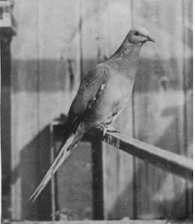 1914 paloma viajera