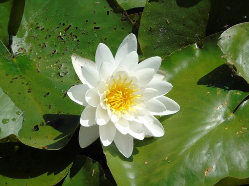 Nymphaea - Wikipedia