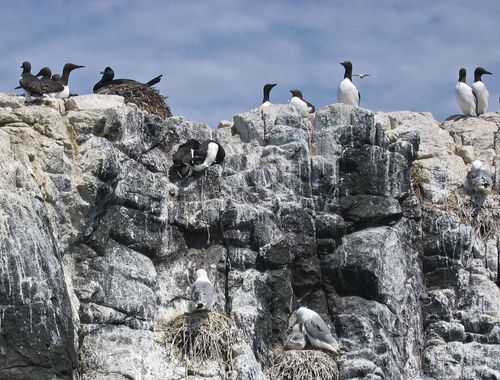 The Farne Islands