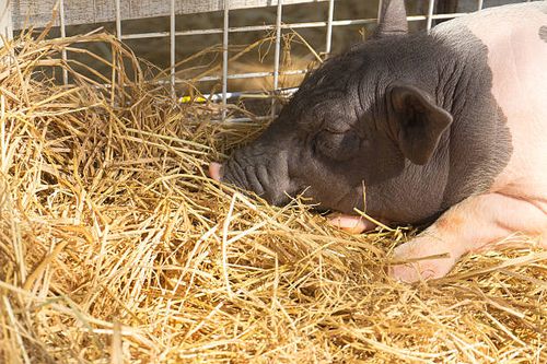 Pig sleeping in straw Pig sleeping in straw pig-bed stock pictures, royalty-free photos & images