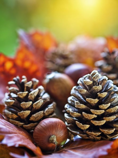 Autumn Nature Scene FREE Stock Photo, earthy, wallpaper, warm colors picture