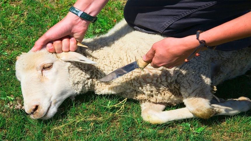 Kuinka teurastaa lammas, lue Opensooq
