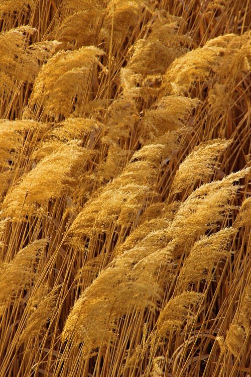 Free Close-up of golden reeds swaying in the sunlight, capturing nature's beauty. Stock Photo