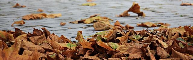 Free Fall Leaves photo and picture