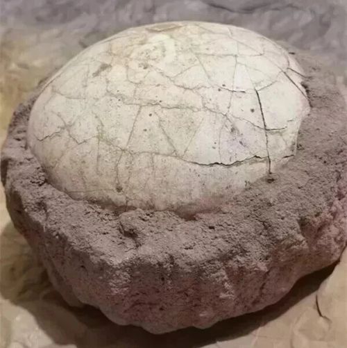 Segnosaur Dinosaur Egg Fossilized Crystallized Fossil Jurassic Cretaceous World - Image 3 of 4