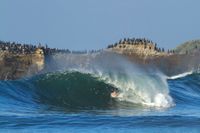 Homepage - Save The Waves