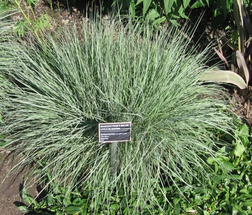 schizachyrium scoparium jbm