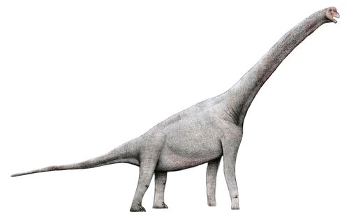 Pelorosaurus brevis