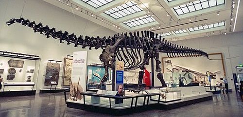 Brontosaurus_excelsus_remount_in_the_Peabody_Museum.jpg