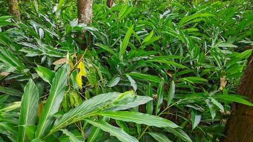 Planta do Cardamono (freepic)